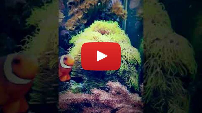 Video NFbjbx2CK8o abspielen