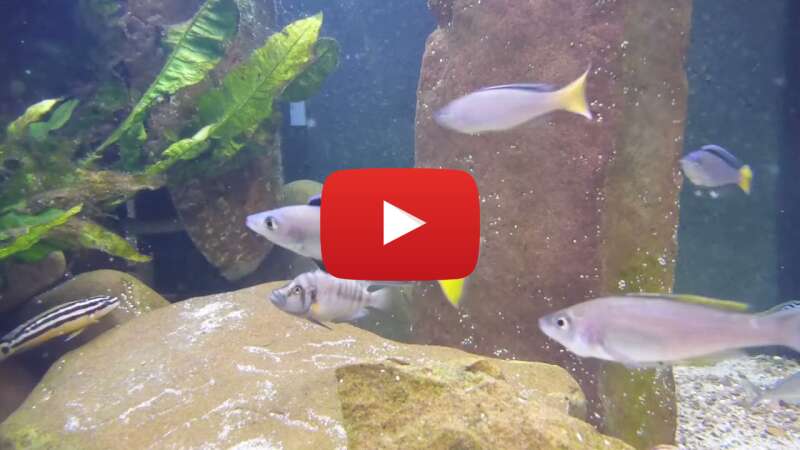 Video NGum-zP7gI0 abspielen