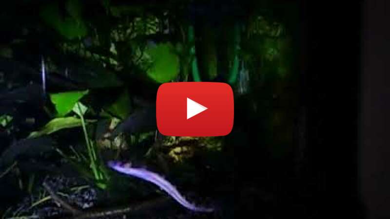 Video NJge3MXRPFg abspielen