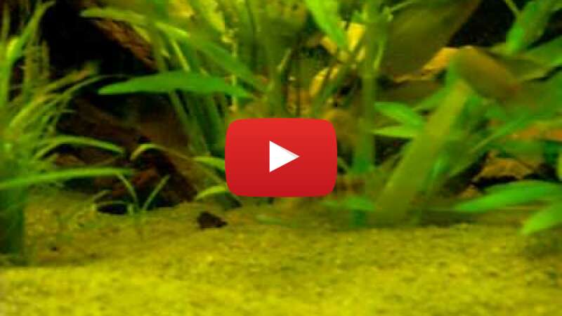 Video NKwe729F2aI abspielen