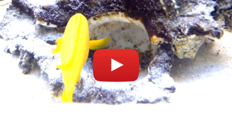 Video NP0Yk7LGAsc abspielen