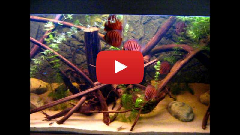 Video NVCgEgnBaao abspielen