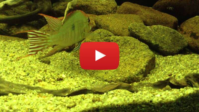 Video NVN6c5i0A8s abspielen