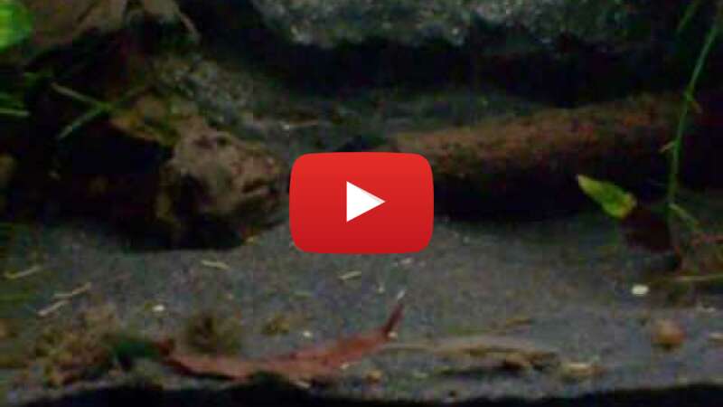 Video NXMNXPgid44 abspielen