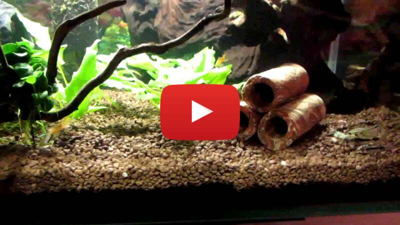 Video NZpZG7pBkD8 abspielen