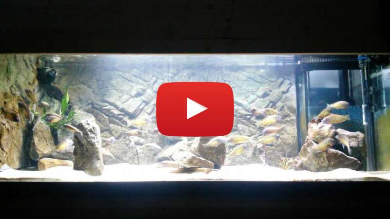 Video NcqZ_3zqDTo abspielen