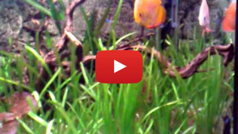 Video NiNdMEGbJhU abspielen