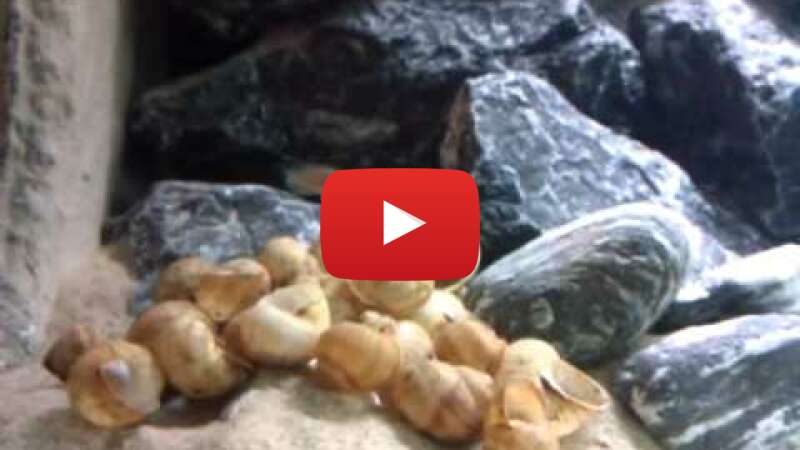 Video NnGm-z7XS2U abspielen