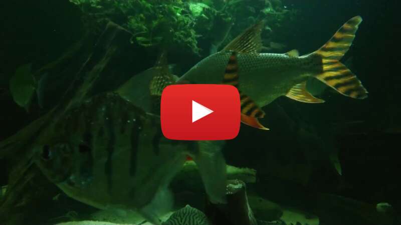 Video NoJ4KrUrNJQ abspielen