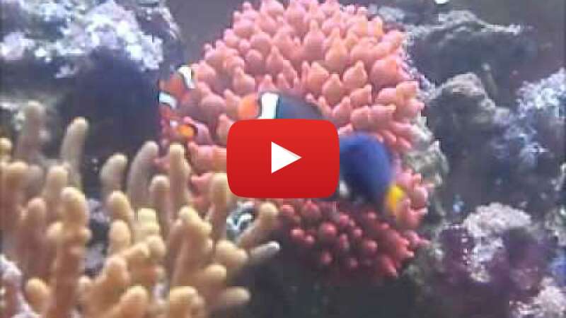 Video Nq-g7P2qdKc abspielen