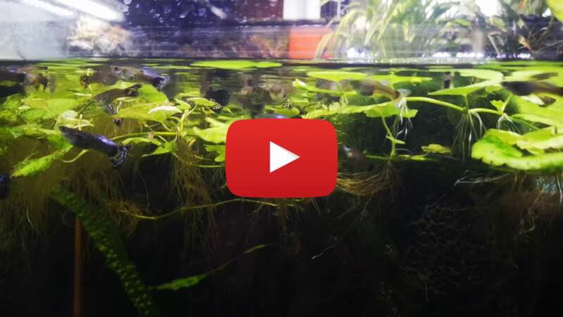 Video NwHfAAPfX74 abspielen