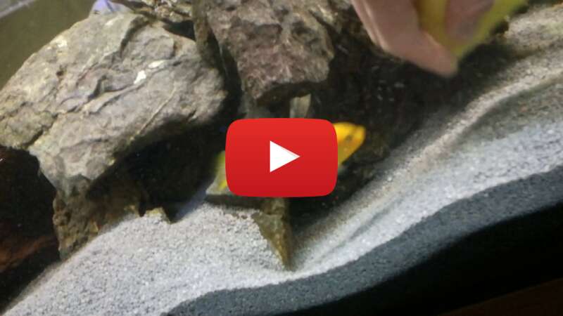 Video Nx5pDo2dlSU abspielen