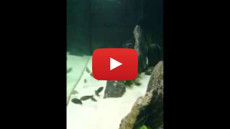 Video O1RjFCRswnA abspielen