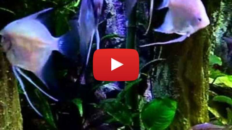 Video O2DxXd7_Yb0 abspielen