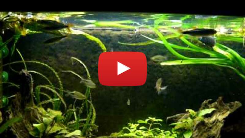 Video O2RdMljOGjM abspielen