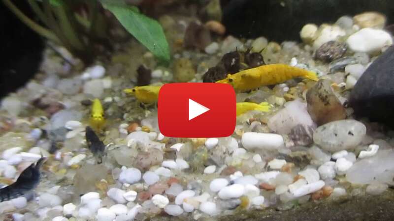 Video O33O1WyUWJI abspielen