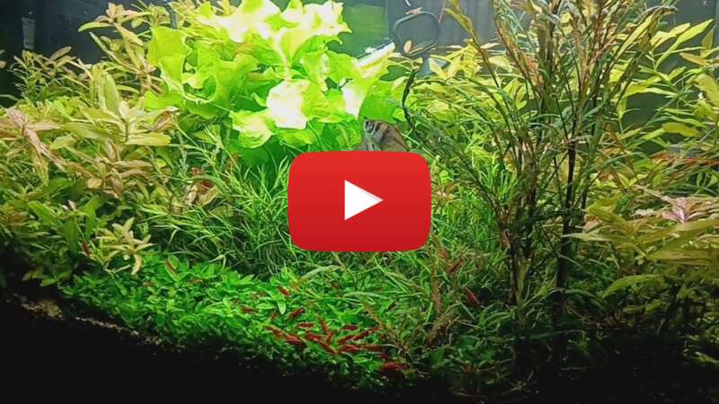 Video O56x2oBIuD0 abspielen