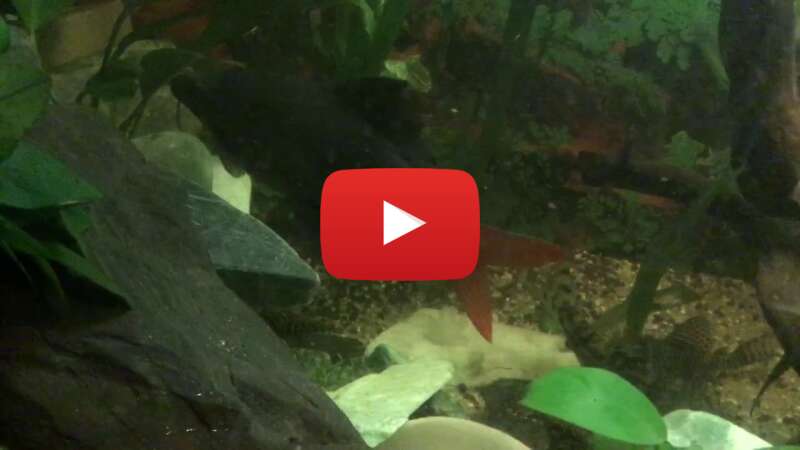 Video O7J9t0Z4eW8 abspielen