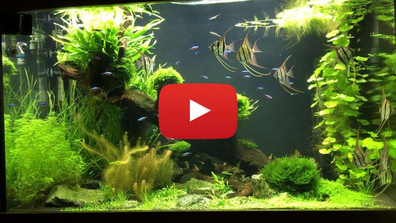 Video O8rwiiBGkfQ abspielen