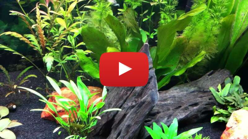 Video O9eEyEFkfpI abspielen