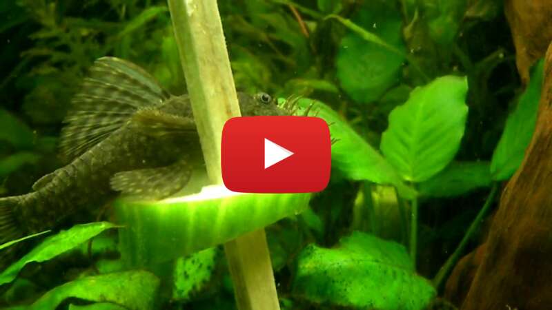 Video OD3lkwGEtdU abspielen