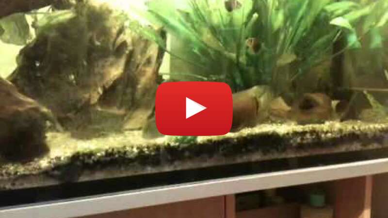 Video OH0tWUD0HLs abspielen