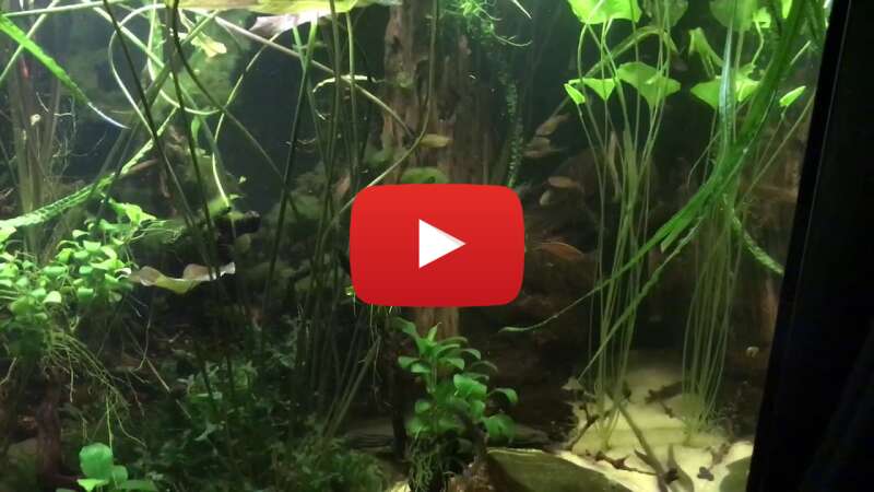 Video OKFU94uqWNQ abspielen