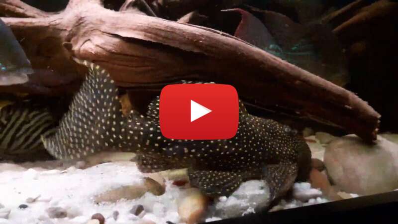 Video OOmNC-ldpMU abspielen