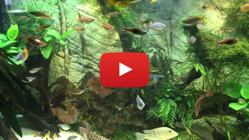 Video OUpImamXib8 abspielen