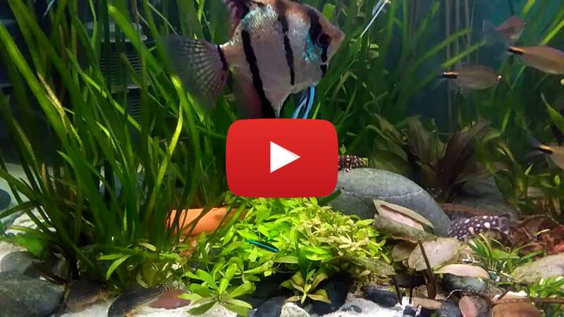 Video OXE3R2ok8yk abspielen