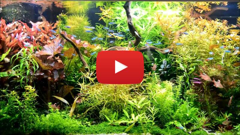 Video OYz1pz2ZviY abspielen