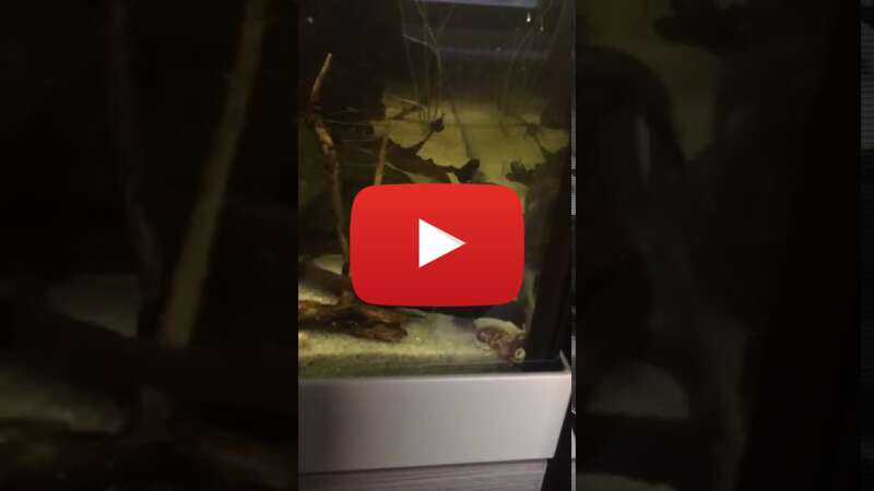 Video OZm_uOWYB8U abspielen