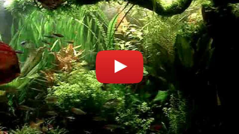 Video OjEvXL9YYyg abspielen