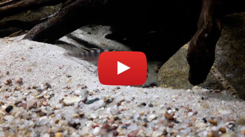 Video OkdN2L6X_KI abspielen