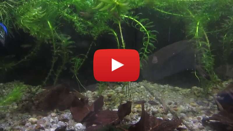 Video OlpNSfmybpQ abspielen