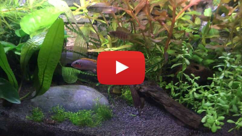 Video OorojWBfIXk abspielen