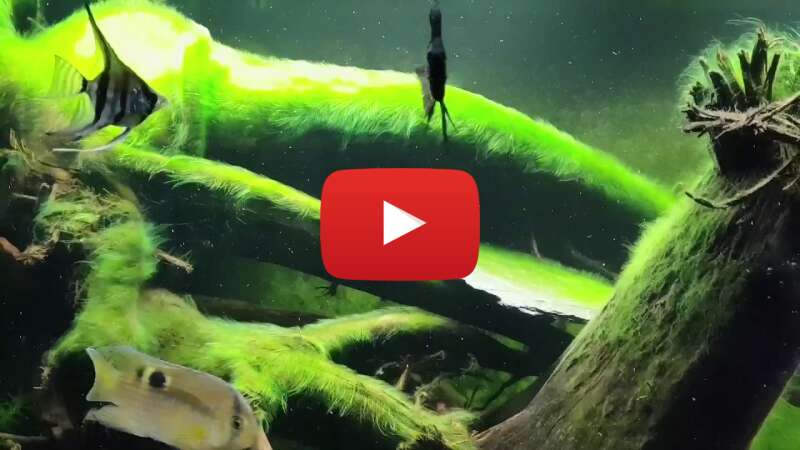 Video Os0eUvBudAQ abspielen