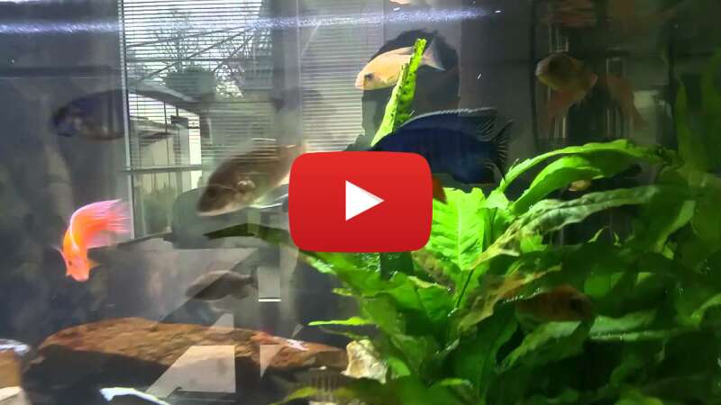 Video Ostjf-lbnxQ abspielen