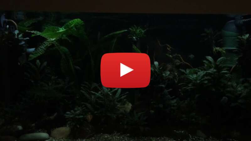 Video OtFNL122UGg abspielen