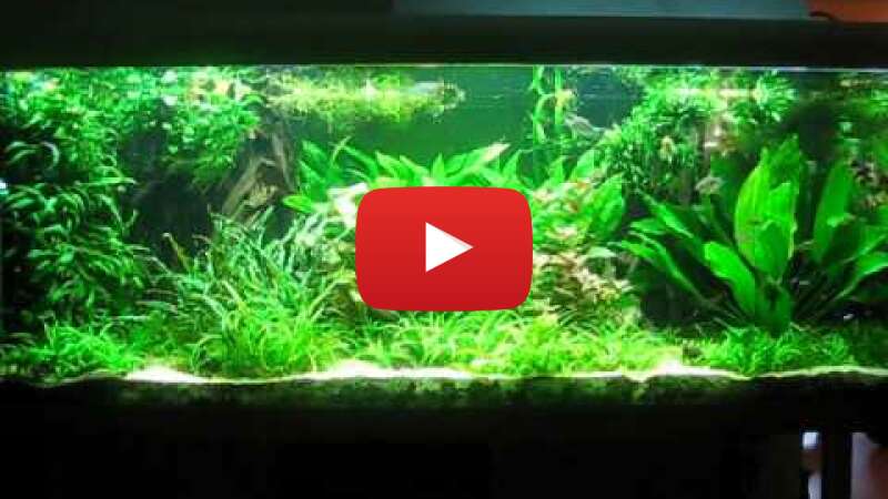 Video Oz-_q1GPjT4 abspielen