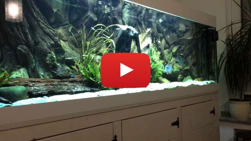 Video P222jVJAjJs abspielen