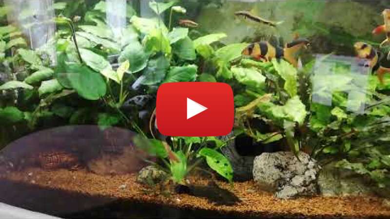 Video P5p9MvZJpC4 abspielen