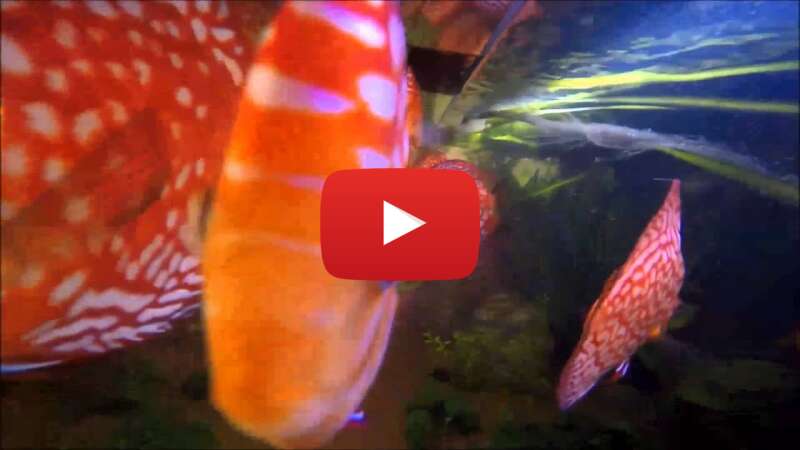 Video P6Cf0NsaKlM abspielen