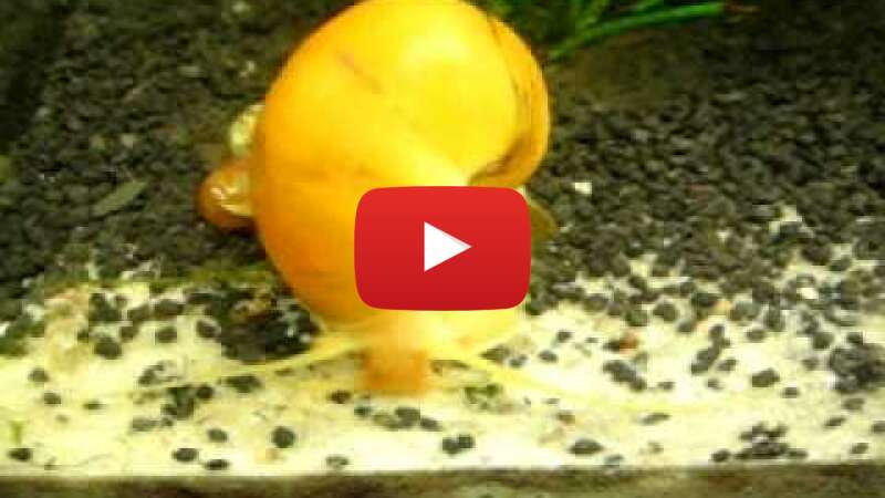 Video P9V-A9Jmgfk abspielen