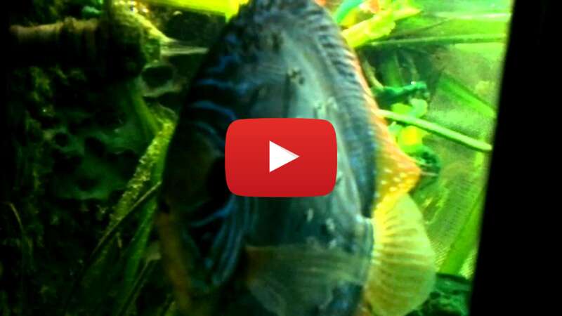 Video PDEaJUpZMHs abspielen