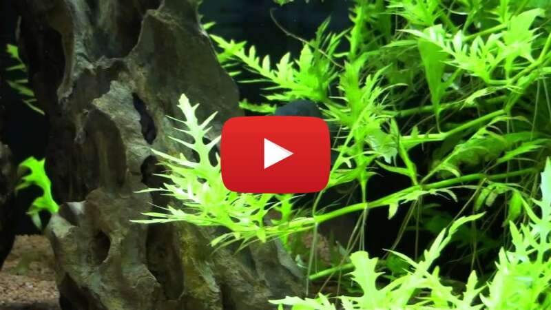 Video PHhJh-qYCH0 abspielen