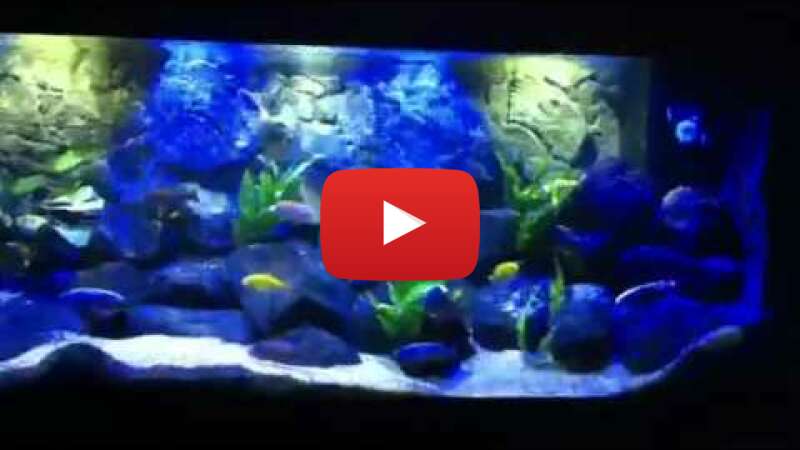 Video PLNKGkntg-M abspielen