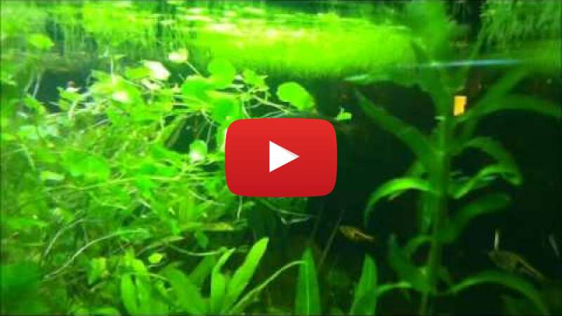 Video PQnG7oK74hc abspielen