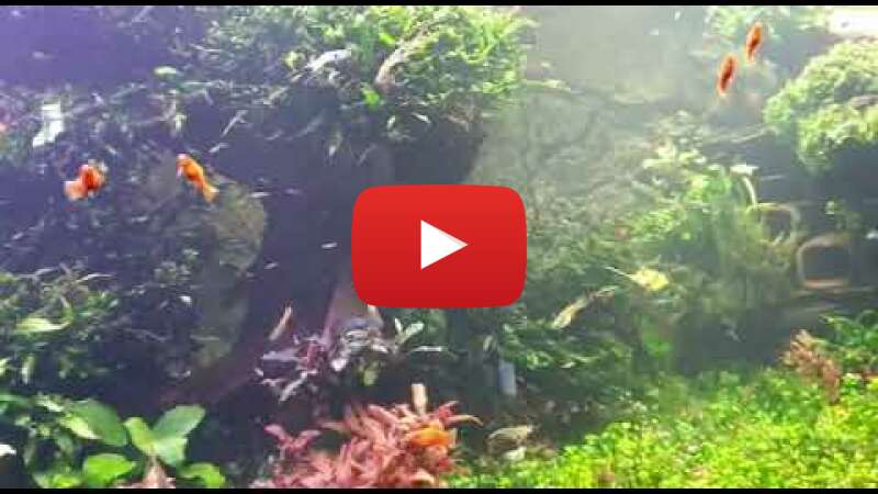 Video PSb2oqZDYrI abspielen