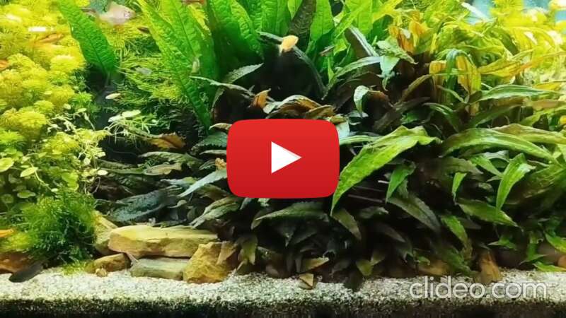 Video PXOFDFvr_Qg abspielen